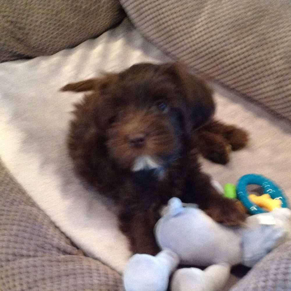 Meet your Posher, Al